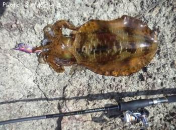 ¥¢¥ª¥ê¥¤¥«