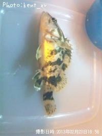 �����Υ���Х�