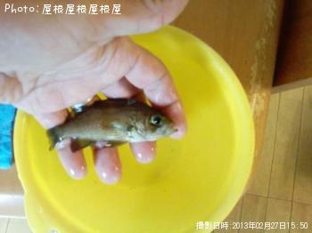 ¥×¥Á¥á¥Ð¥ë