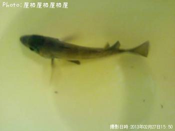 ¥×¥Á¥á¥Ð¥ë