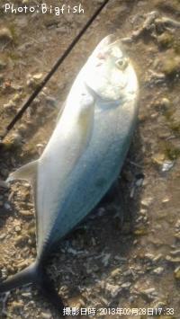 ¥ª¥Ë¥Ò¥é¥¢¥¸