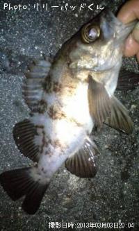 ��Х�����