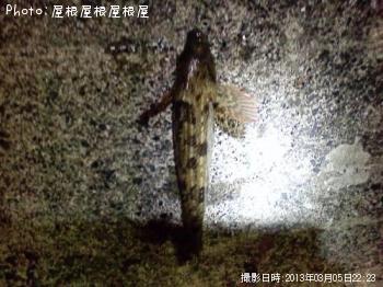 �����ʥ�