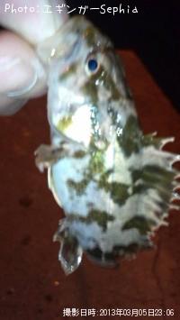 ¥¿¥±¥Î¥³¥á¥Ð¥ë