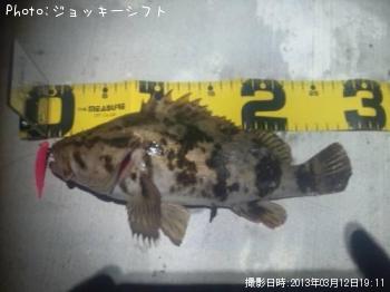 ¥Ù¥Ã¥³¥¦¥¾¥¤