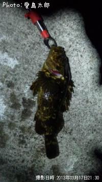 ¥Ù¥Ã¥³¥¦¥¾¥¤