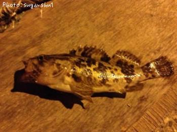 �����Υ���Х�