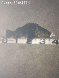 �٥å�������