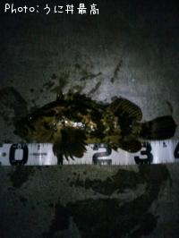 �٥å�������