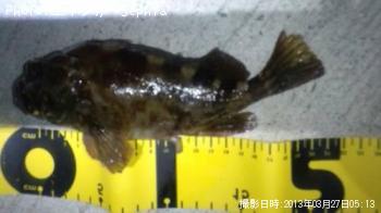 ���������ʥ������