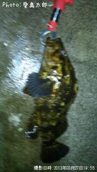 ¥Ù¥Ã¥³¥¦¥¾¥¤