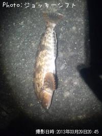 �����ʥ�