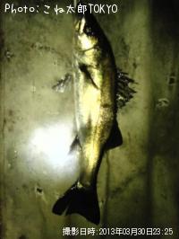 �����Х�