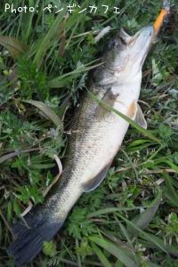 ¥Ö¥é¥Ã¥¯¥Ð¥¹