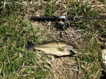 �֥�å��Х�