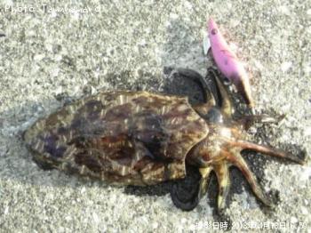 ¥â¥ó¥´¥¦¥¤¥«