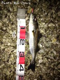 �����Х�