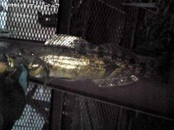 �����ʥ�