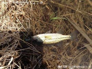 ¥Ö¥é¥Ã¥¯¥Ð¥¹