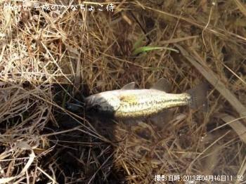 ¥Ö¥é¥Ã¥¯¥Ð¥¹