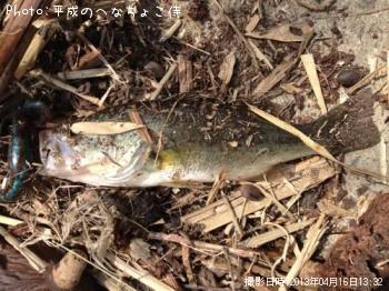 ¥Ö¥é¥Ã¥¯¥Ð¥¹