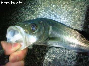 �����Х�