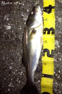 �����Х�