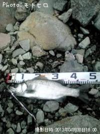 ¥Ò¥é¥Õ¥Ã¥³