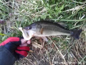 ¥é¡¼¥¸¥Þ¥¦¥¹