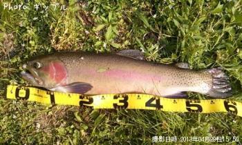 ¥ì¥¤¥ó¥Ü¡¼¥È¥é¥¦¥È