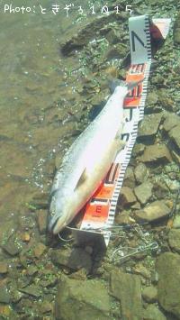 ������ޥ�