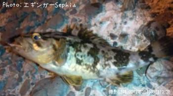 ¥¿¥±¥Î¥³¥á¥Ð¥ë