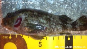 ¥«¥µ¥´¡¡¡Ê¥¬¥·¥é¡Ë