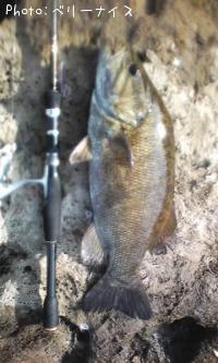 ���⡼��ޥ����Х�