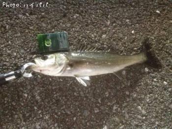 �����Х�