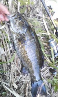 ���⡼��ޥ����Х�