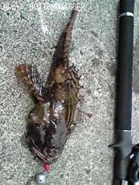 �˥�������