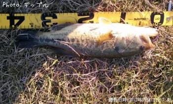 �֥�å��Х�