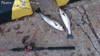 �����Х�