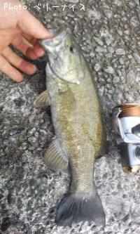 ¥¹¥â¡¼¥ë¥Þ¥¦¥¹¥Ð¥¹