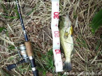 ¥é¡¼¥¸¥Þ¥¦¥¹¥Ð¥¹