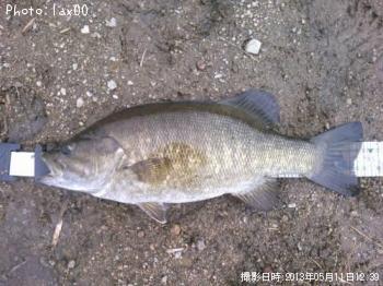 ���⡼��ޥ����Х�