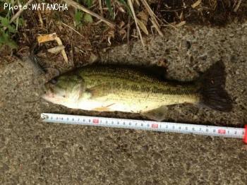 ¥Ö¥é¥Ã¥¯¥Ð¥¹