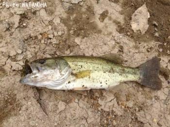 ¥Ö¥é¥Ã¥¯¥Ð¥¹