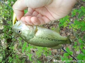 ラージマウスバス