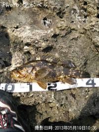 �٥å�������