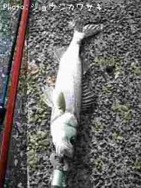 �����Х�