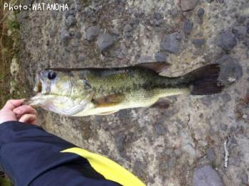 �֥�å��Х�