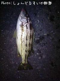 ���ޥ�������