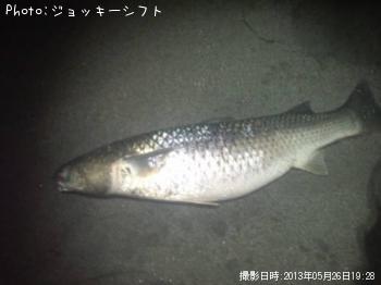 ¥ß¥ç¥¦¥²¥Ä